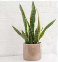 Houseplants - Snake Plant in pot