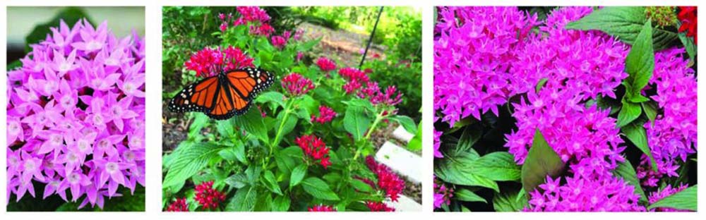 attractors - Pentas - pink, red, bright pink